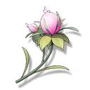 崖仙子