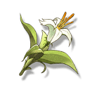 香柠草